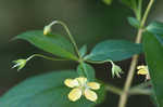 Fringed loosestrife